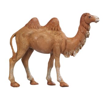 cammello presepe